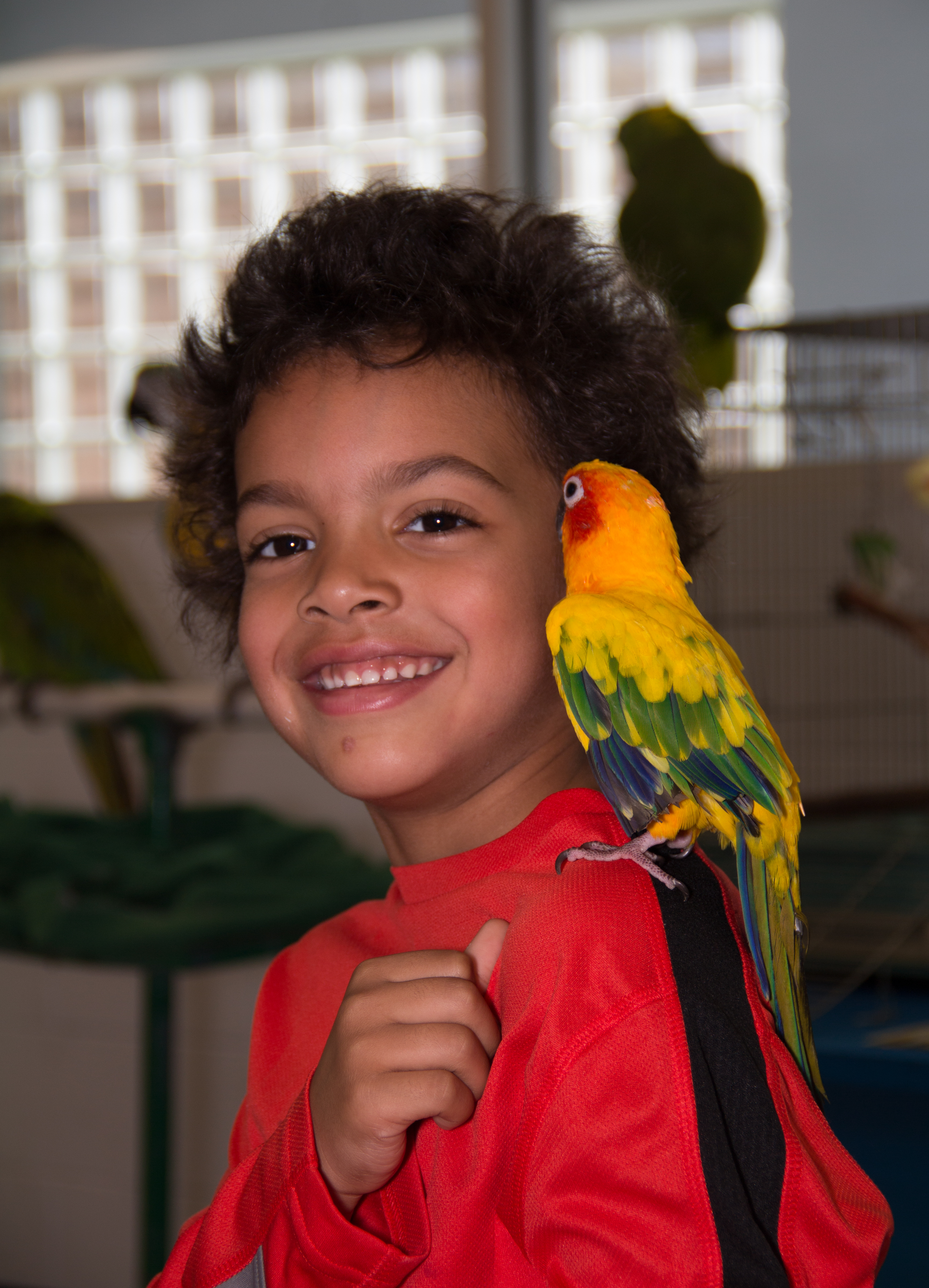 Parrot perched on child's shoulder